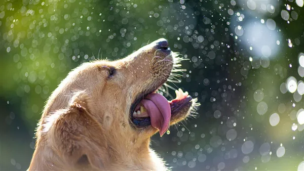 Hund liegt entspannt im Schatten bei Sommerhitze
